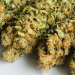 Indica, Sativa, Hybrid: What’s the Difference? (And Why You Should Care)
