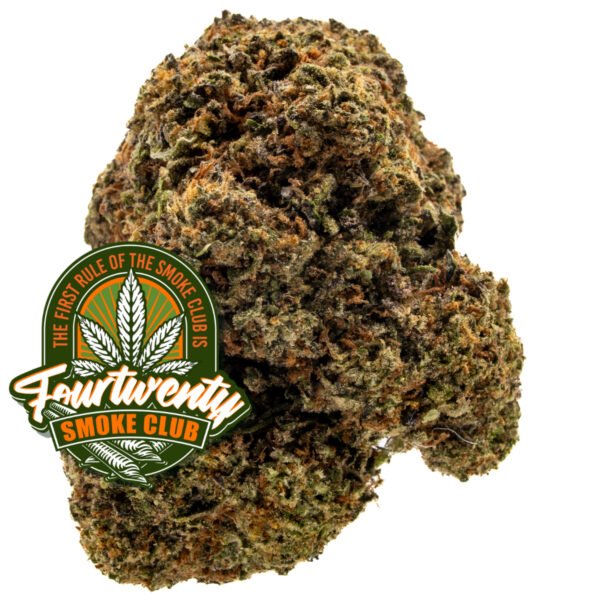 Sunrise POP | Everyday Flower